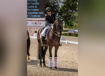 Oldenburgo, Caballo castrado, 15 años, 167 cm, Castaño