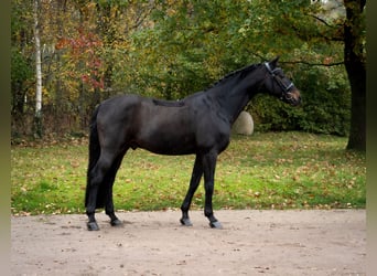 Oldenburgo, Caballo castrado, 15 años, 167 cm, Castaño