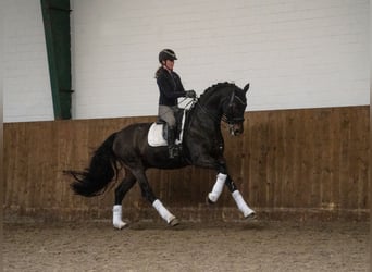 Oldenburgo, Caballo castrado, 15 años, 167 cm, Castaño