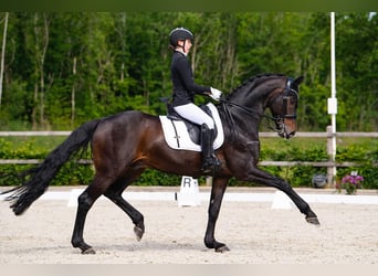 Oldenburgo, Caballo castrado, 15 años, 167 cm, Castaño