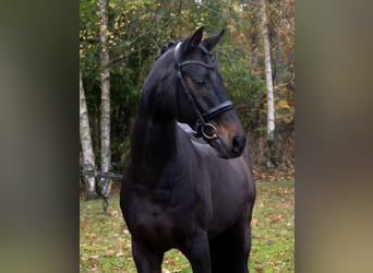 Oldenburgo, Caballo castrado, 15 años, 167 cm, Castaño