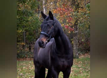 Oldenburgo, Caballo castrado, 15 años, 167 cm, Castaño