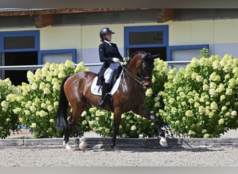 Oldenburgo, Caballo castrado, 15 años, 168 cm, Castaño oscuro