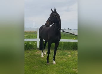 Oldenburgo, Caballo castrado, 15 años, 168 cm, Castaño oscuro