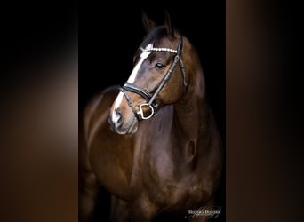 Oldenburgo, Caballo castrado, 15 años, 168 cm, Castaño oscuro