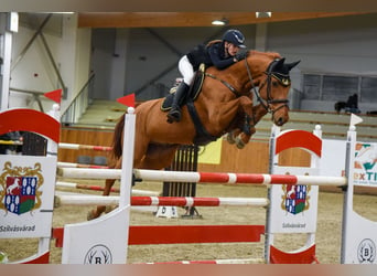 Oldenburgo, Caballo castrado, 15 años, 170 cm, Alazán-tostado