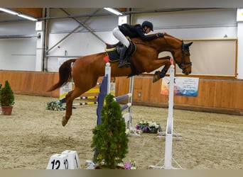 Oldenburgo, Caballo castrado, 15 años, 170 cm, Alazán-tostado