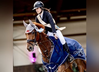 Oldenburgo, Caballo castrado, 15 años, 170 cm, Alazán-tostado