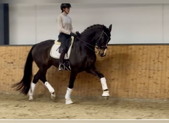 Oldenburgo, Caballo castrado, 15 años, 171 cm, Castaño oscuro