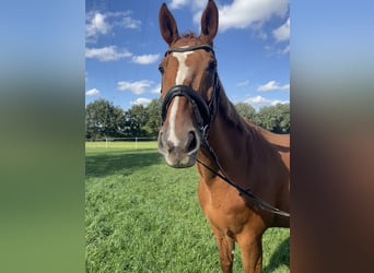 Oldenburgo, Caballo castrado, 15 años, 173 cm, Alazán