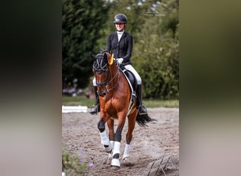 Oldenburgo, Caballo castrado, 15 años, 175 cm, Castaño