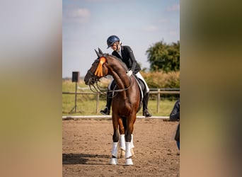 Oldenburgo, Caballo castrado, 15 años, 175 cm, Castaño