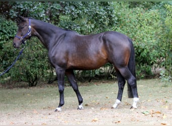 Oldenburgo, Caballo castrado, 15 años, 175 cm, Castaño oscuro
