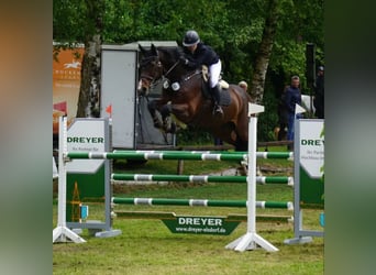 Oldenburgo, Caballo castrado, 15 años, 175 cm, Castaño oscuro