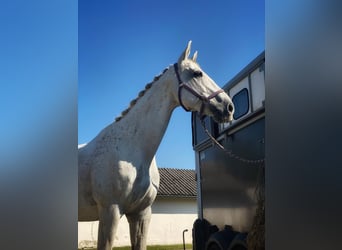 Oldenburgo, Caballo castrado, 15 años, 175 cm, Tordo