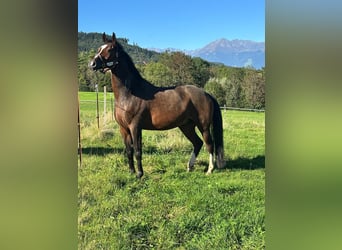 Oldenburgo, Caballo castrado, 15 años, 177 cm, Castaño