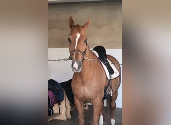Oldenburgo, Caballo castrado, 15 años, 178 cm, Alazán