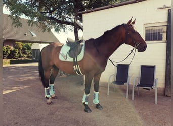 Oldenburgo Mestizo, Caballo castrado, 15 años, 178 cm, Castaño