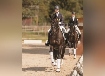 Oldenburgo, Caballo castrado, 15 años, 178 cm, Morcillo