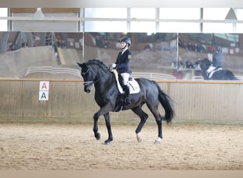 Oldenburgo, Caballo castrado, 15 años, 178 cm, Morcillo