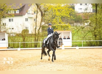 Oldenburgo, Caballo castrado, 15 años, 178 cm, Morcillo