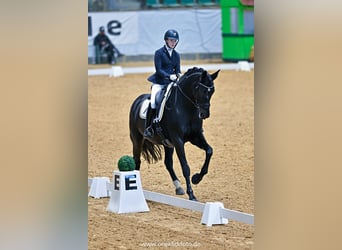 Oldenburgo, Caballo castrado, 15 años, 178 cm, Morcillo