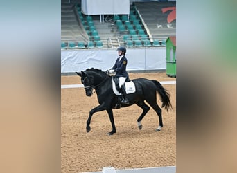 Oldenburgo, Caballo castrado, 15 años, 178 cm, Morcillo