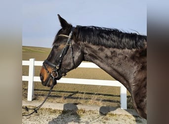 Oldenburgo, Caballo castrado, 16 años, 165 cm, Castaño