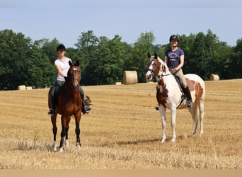 Oldenburgo, Caballo castrado, 16 años, 168 cm, Castaño