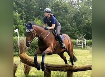 Oldenburgo, Caballo castrado, 16 años, 170 cm, Castaño
