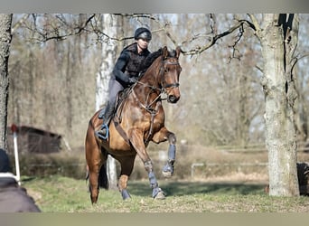 Oldenburgo, Caballo castrado, 16 años, 170 cm, Castaño