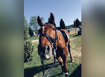 Oldenburgo, Caballo castrado, 16 años, 176 cm, Alazán