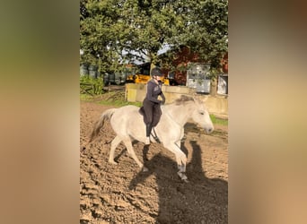 Oldenburgo, Caballo castrado, 17 años, 165 cm, Tordo