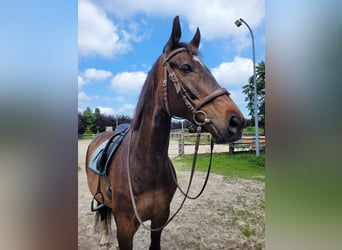 Oldenburgo, Caballo castrado, 17 años, 168 cm, Castaño oscuro