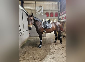 Oldenburgo, Caballo castrado, 17 años, 172 cm, Castaño claro