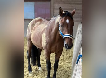 Oldenburgo, Caballo castrado, 17 años, 174 cm, Castaño
