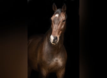 Oldenburgo, Caballo castrado, 17 años, 176 cm, Castaño oscuro