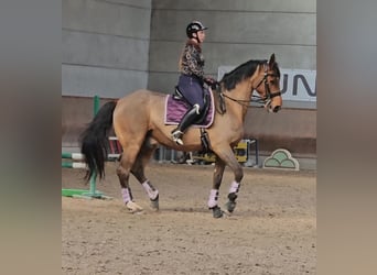 Oldenburgo, Caballo castrado, 17 años, 178 cm, Castaño