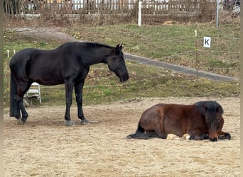 Oldenburgo, Caballo castrado, 17 años, 180 cm, Negro