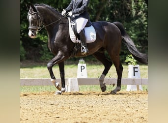 Oldenburgo, Caballo castrado, 18 años, 170 cm, Negro
