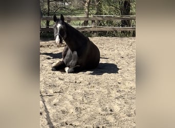 Oldenburgo, Caballo castrado, 18 años, 170 cm, Negro
