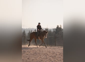 Oldenburgo, Caballo castrado, 18 años, 174 cm, Castaño