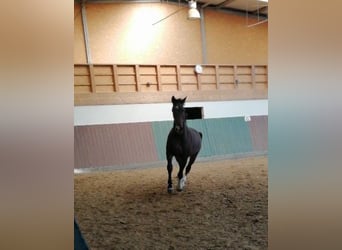 Oldenburgo, Caballo castrado, 18 años, 176 cm, Castaño oscuro