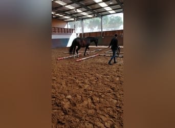 Oldenburgo, Caballo castrado, 18 años, 176 cm, Castaño oscuro