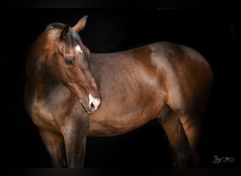 Oldenburgo, Caballo castrado, 18 años, 176 cm, Castaño oscuro