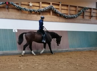 Oldenburgo, Caballo castrado, 18 años, 176 cm, Castaño oscuro