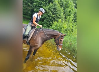 Oldenburgo, Caballo castrado, 18 años, 176 cm, Castaño oscuro