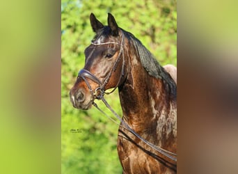 Oldenburgo, Caballo castrado, 19 años, 164 cm, Castaño oscuro
