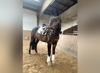 Oldenburgo, Caballo castrado, 19 años, 164 cm, Castaño oscuro