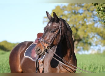 Oldenburgo, Caballo castrado, 19 años, 164 cm, Castaño oscuro